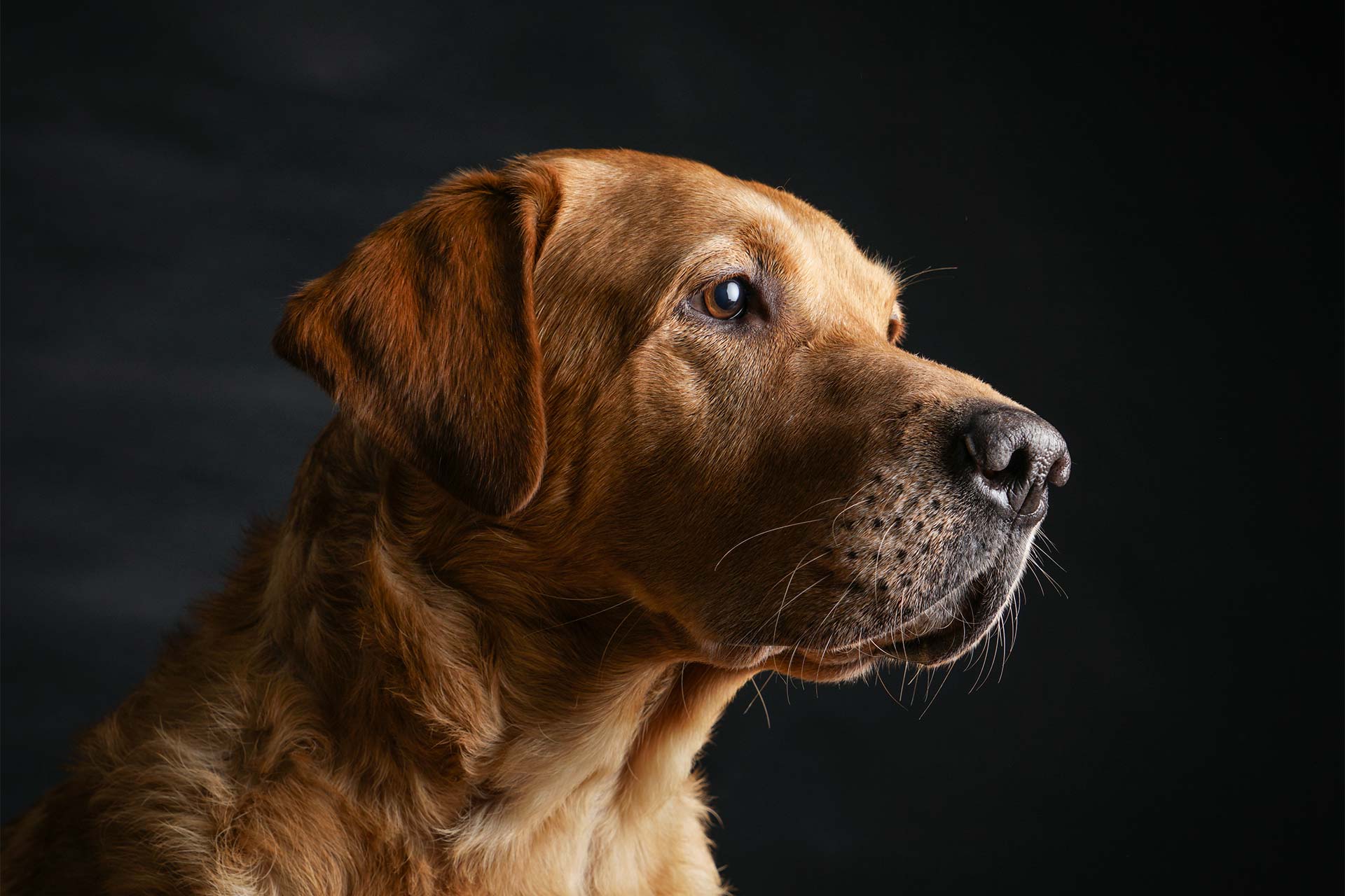 Pet portrait of a golden retriever photographed in the studio